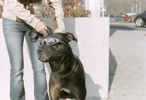 Nice doggie