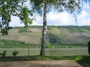 Along the Rhine