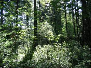 En route to Hocheichen