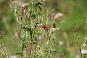 Eifel wildlife