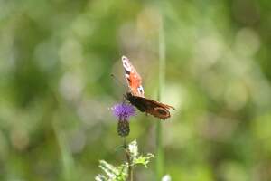 Eifel wildlife