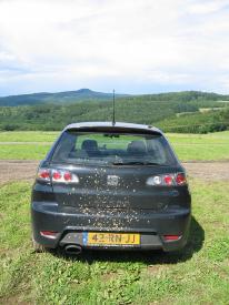 Muddy Cupra